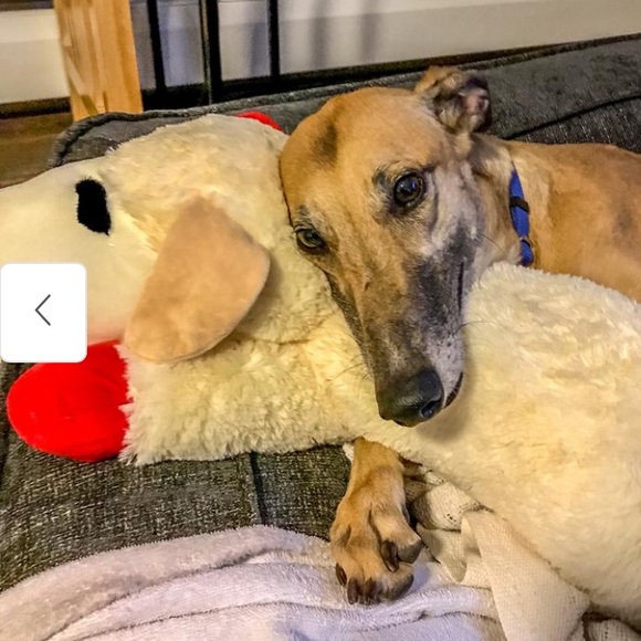 THE BIGGEST JUMBO “LAMB CHOP”.CLASSIC LICENSED PLUSH DOG TOY 25.5… - Picture 12 of 15